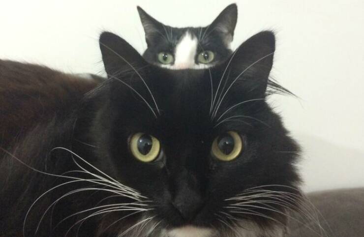Pets Who Photobombed Their Way to Stardom Pets Who Photobombed Their Way to Stardom