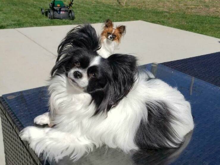 Pets Who Photobombed Their Way to Stardom Pets Who Photobombed Their Way to Stardom