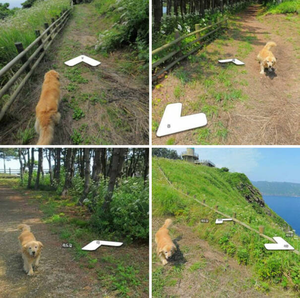 Pets Who Photobombed Their Way to Stardom Pets Who Photobombed Their Way to Stardom