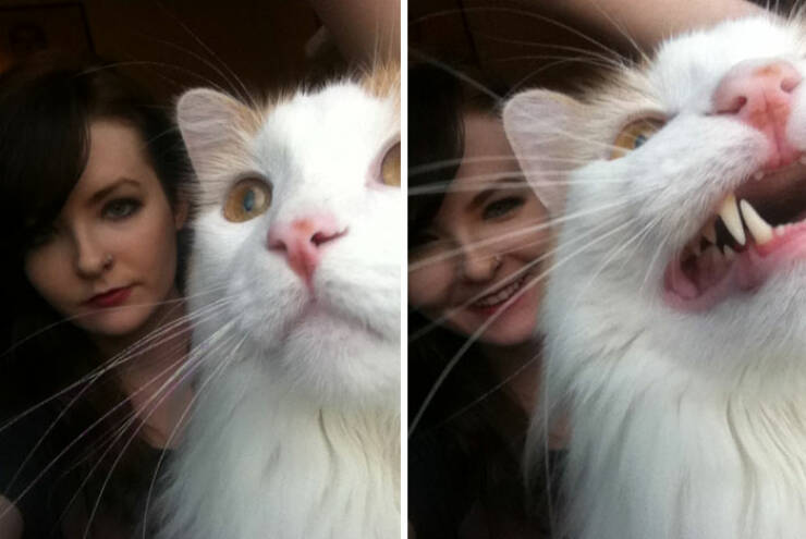 Pets Who Photobombed Their Way to Stardom Pets Who Photobombed Their Way to Stardom