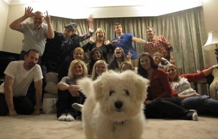 Pets Who Photobombed Their Way to Stardom