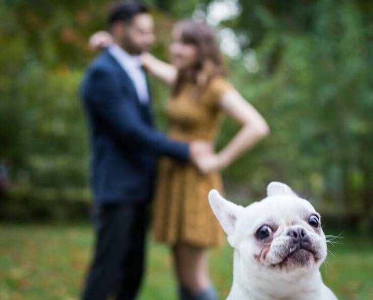 Pets Who Photobombed Their Way to Stardom