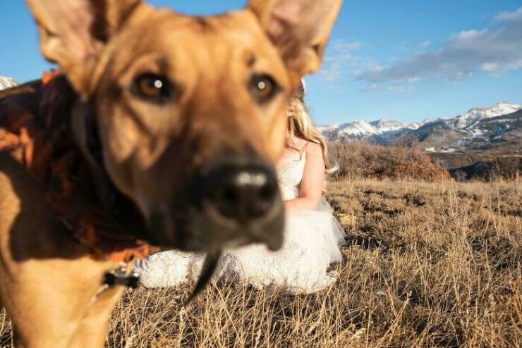 Pets Who Photobombed Their Way to Stardom