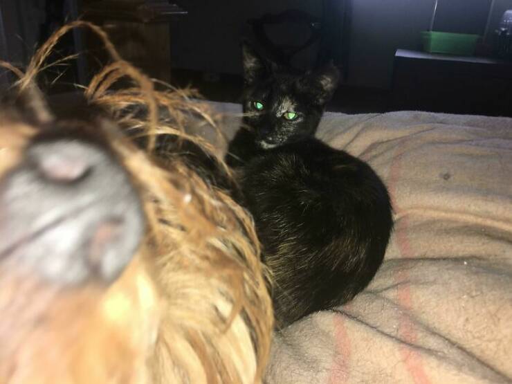 Pets Who Photobombed Their Way to Stardom