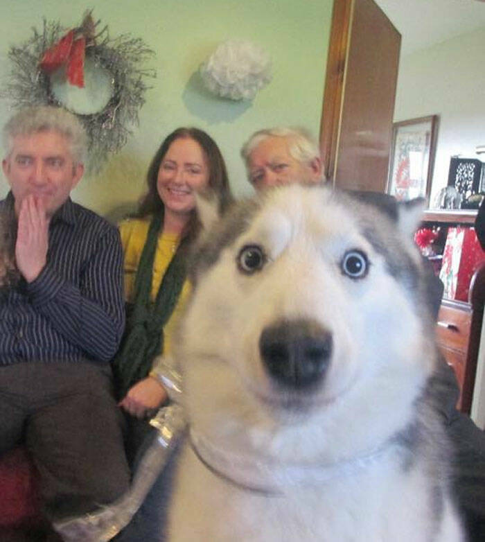 Pets Who Photobombed Their Way to Stardom Pets Who Photobombed Their Way to Stardom