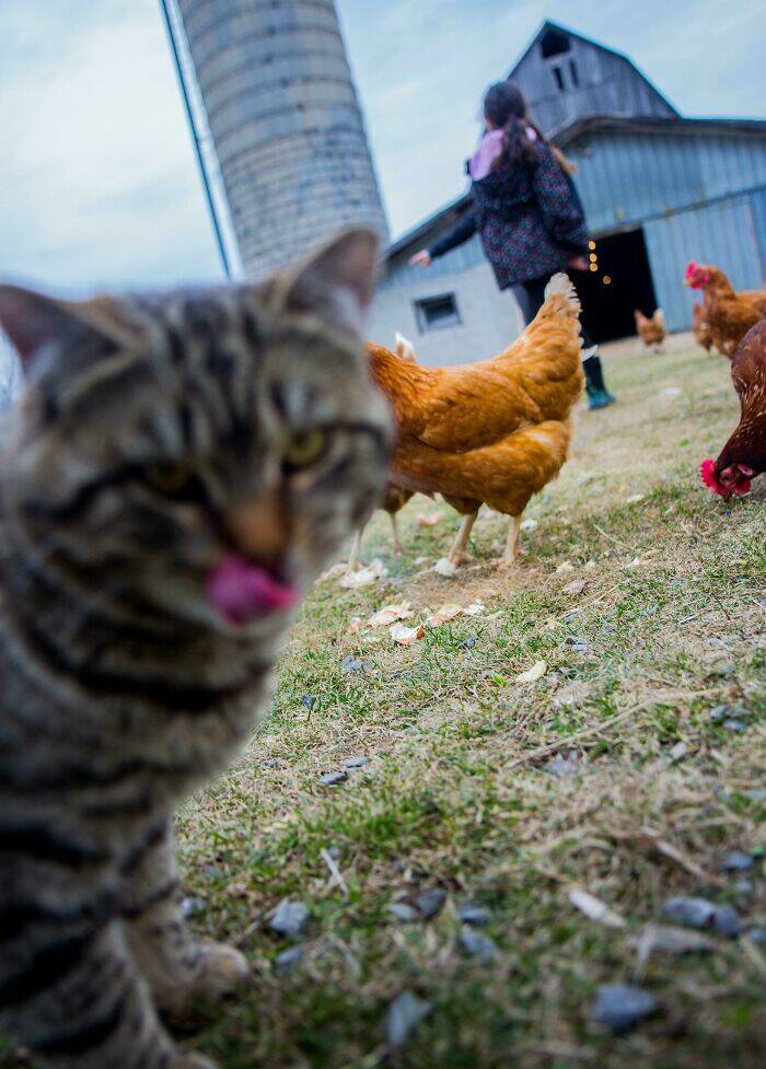 Pets Who Photobombed Their Way to Stardom Pets Who Photobombed Their Way to Stardom