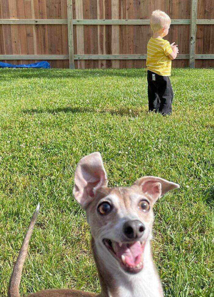 Pets Who Photobombed Their Way to Stardom
