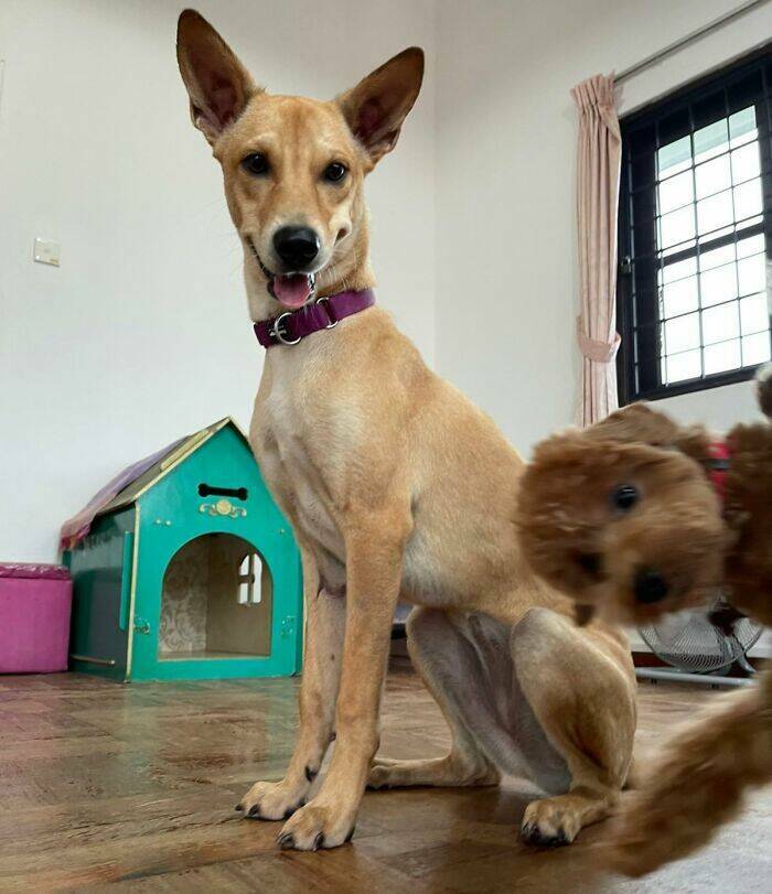 Pets Who Photobombed Their Way to Stardom