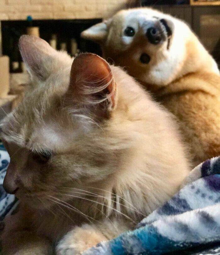 Pets Who Photobombed Their Way to Stardom