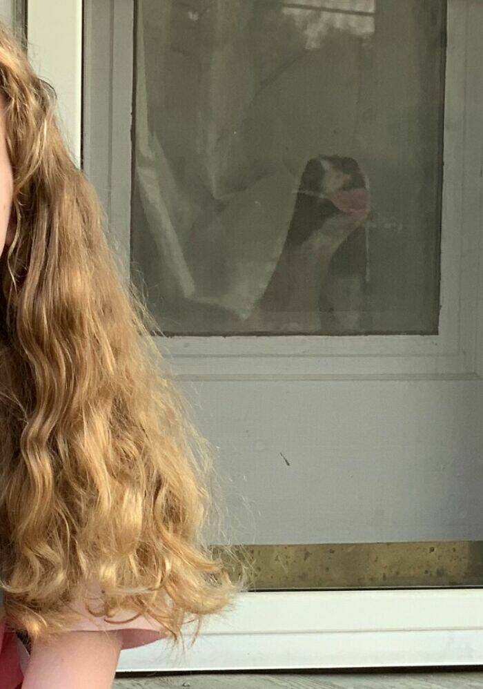 Pets Who Photobombed Their Way to Stardom