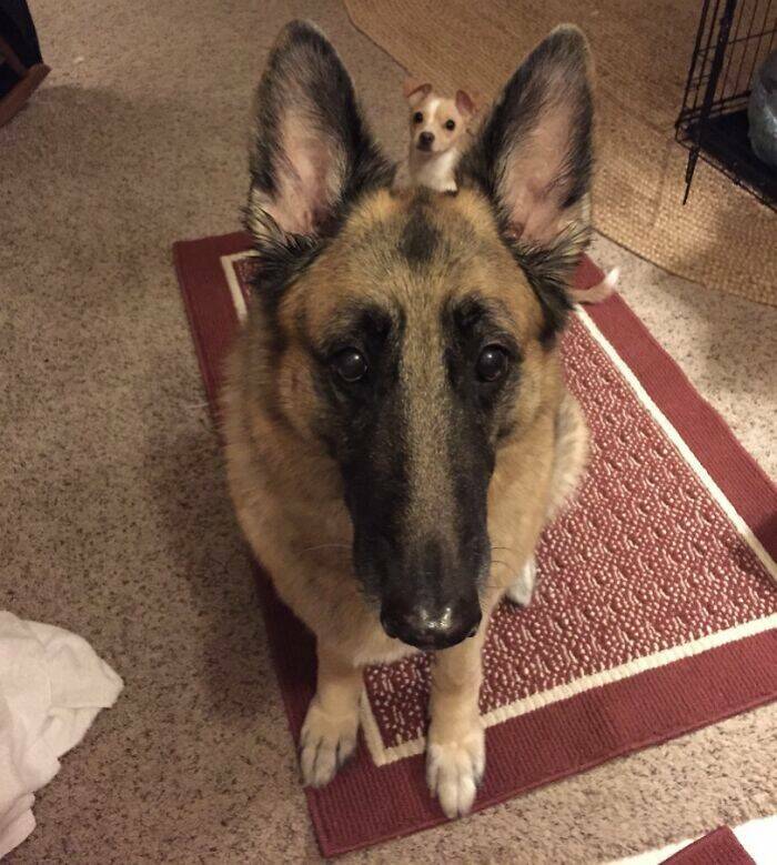 Pets Who Photobombed Their Way to Stardom