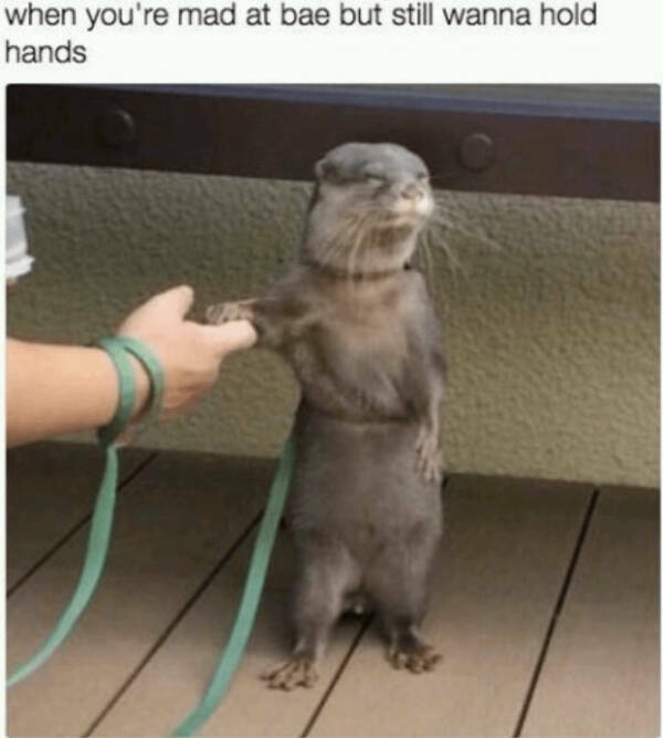 Wholesome Happiness? Yes Please!