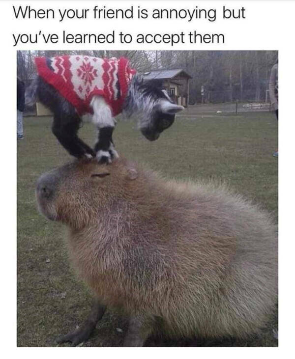 Wholesome Happiness? Yes Please!