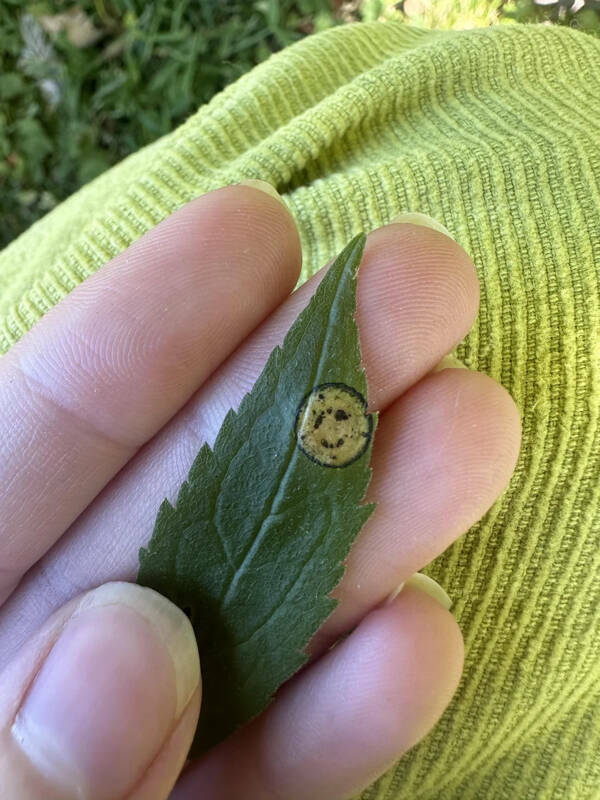 Curiously Cool Pictures