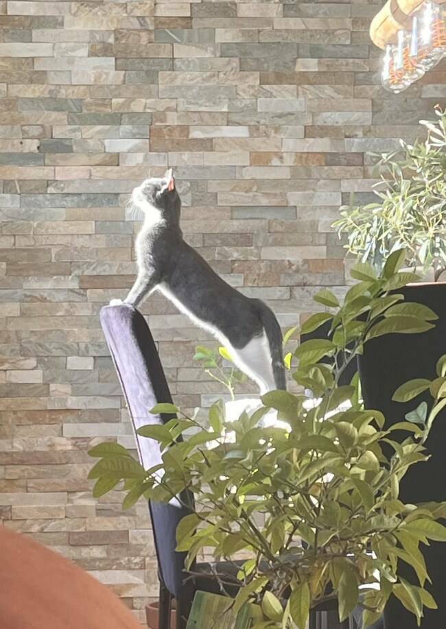 Modern Moments, Renaissance Vibes