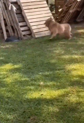 https://img.izismile.com/img/img15/20250901/gifs/daily_gifdump_5059_07.gif