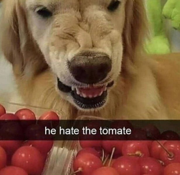 Brewing Up Laughs with Dogs and Coffee