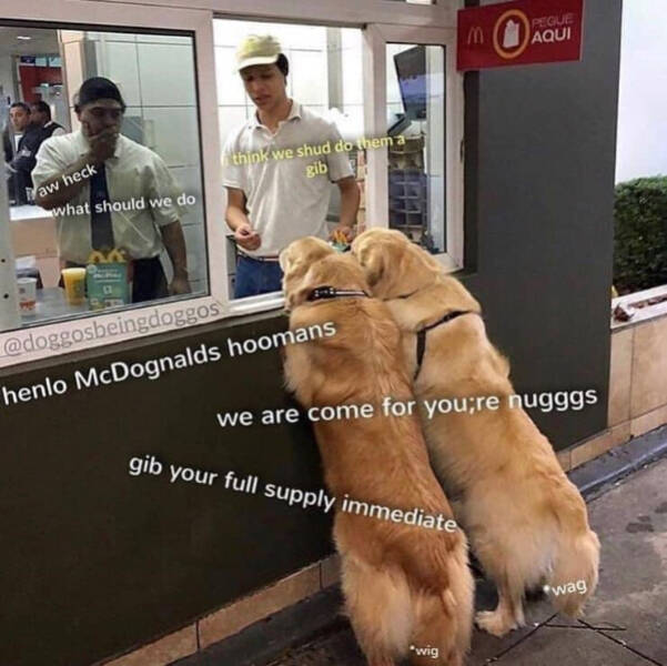 Brewing Up Laughs with Dogs and Coffee