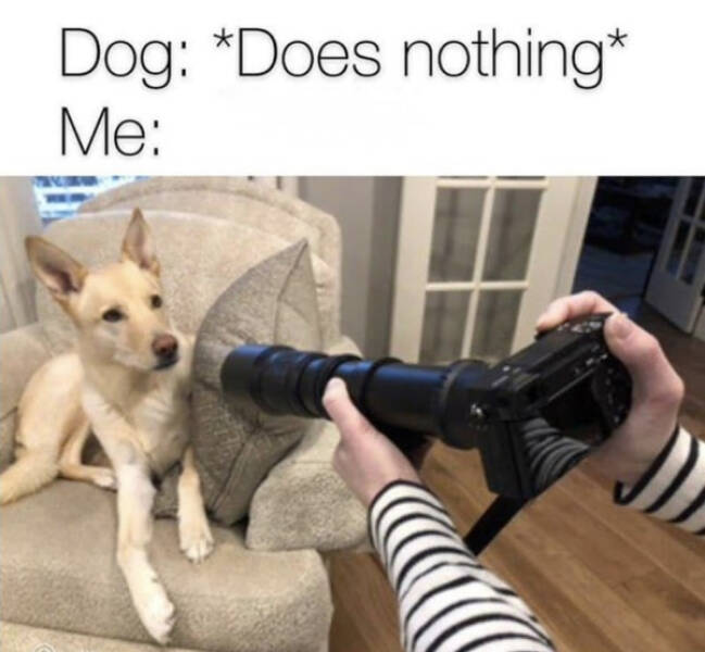 Brewing Up Laughs with Dogs and Coffee