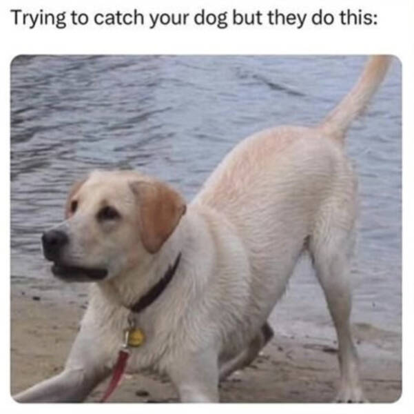 Brewing Up Laughs with Dogs and Coffee