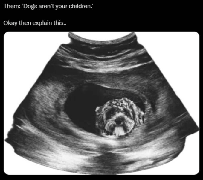 Brewing Up Laughs with Dogs and Coffee