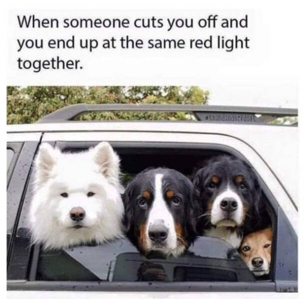 Brewing Up Laughs with Dogs and Coffee