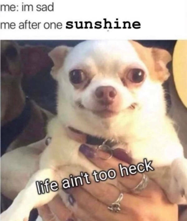 Brewing Up Laughs with Dogs and Coffee