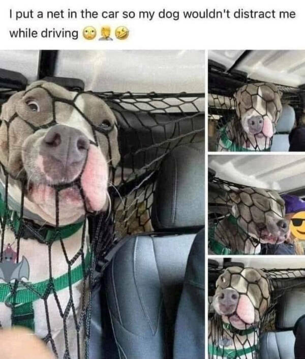 Brewing Up Laughs with Dogs and Coffee