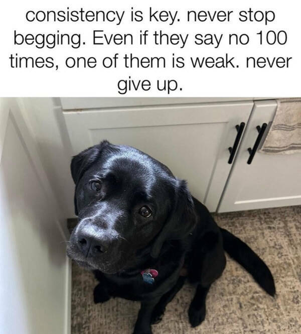 Brewing Up Laughs with Dogs and Coffee