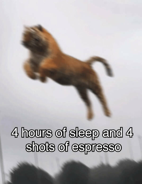 Brewing Up Laughs with Dogs and Coffee