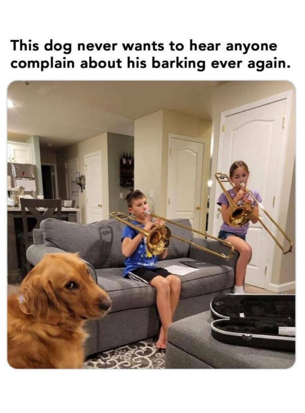 Brewing Up Laughs with Dogs and Coffee