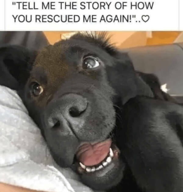 Brewing Up Laughs with Dogs and Coffee