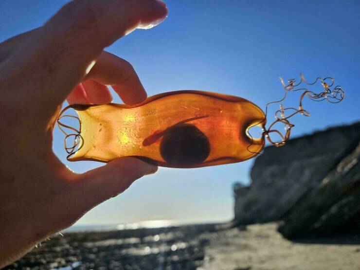 Surprising Discoveries Found on the Beach