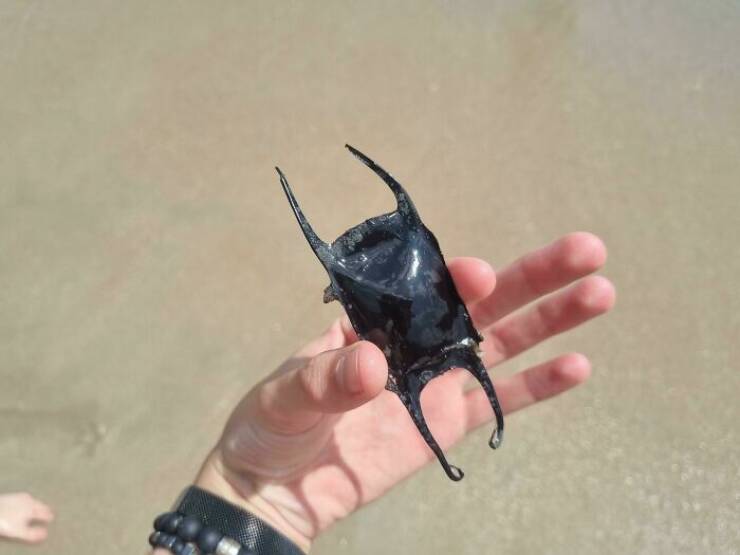 Surprising Discoveries Found on the Beach