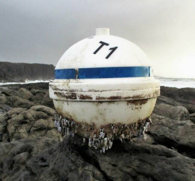 Surprising Discoveries Found on the Beach