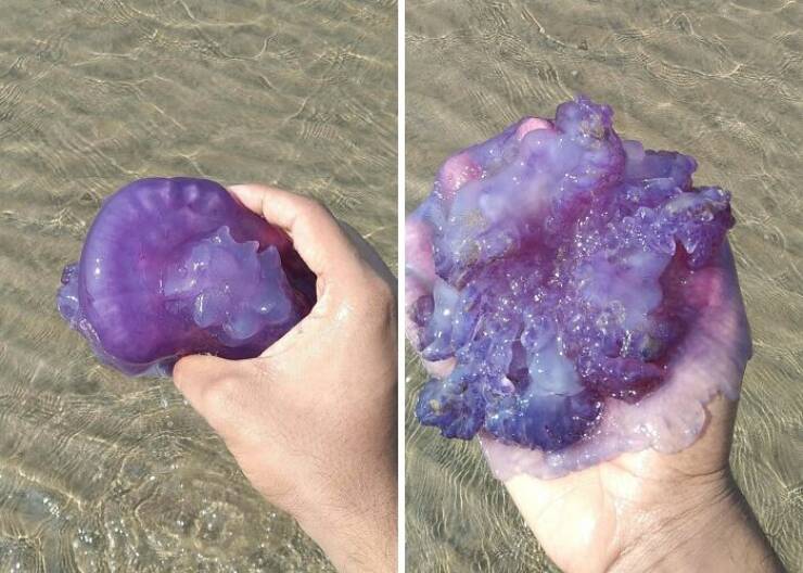 Surprising Discoveries Found on the Beach