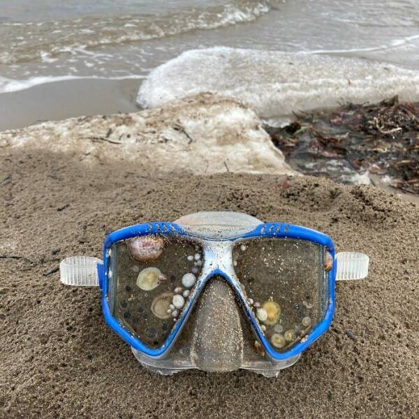 Surprising Discoveries Found on the Beach