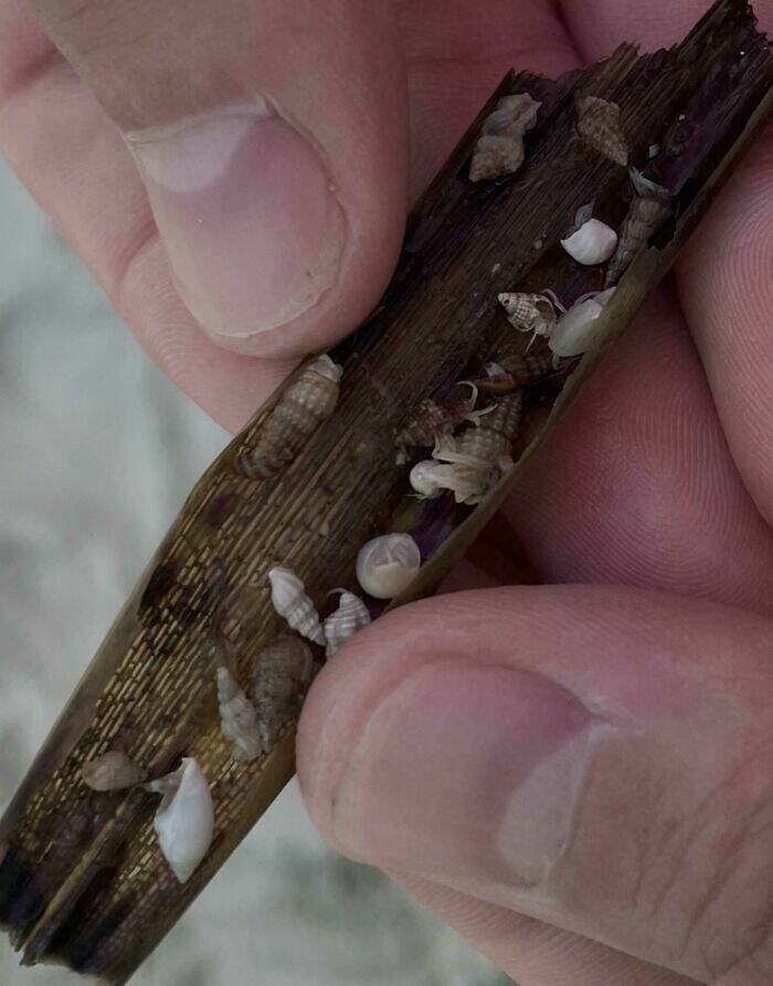 Surprising Discoveries Found on the Beach