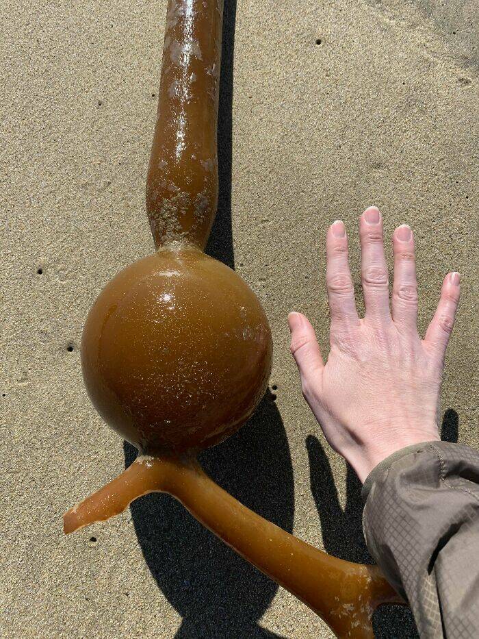 Surprising Discoveries Found on the Beach