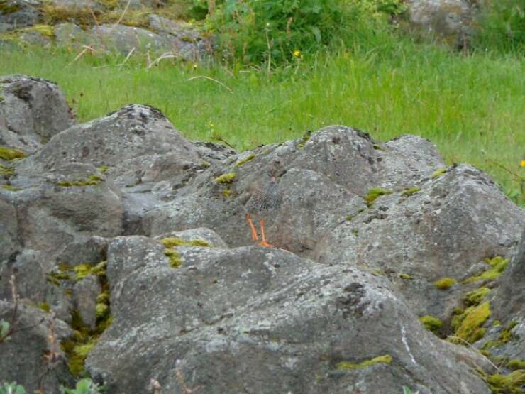 Accidental Camouflage That’ll Trick Your Eyes