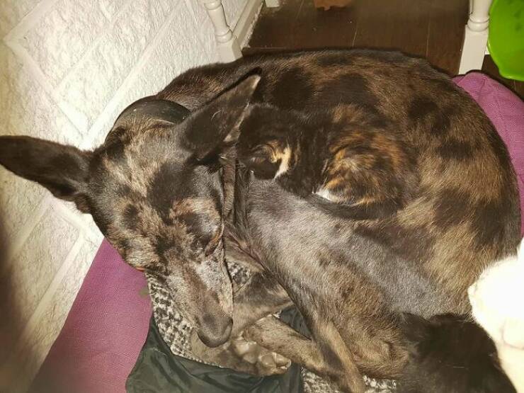 Accidental Camouflage That’ll Trick Your Eyes