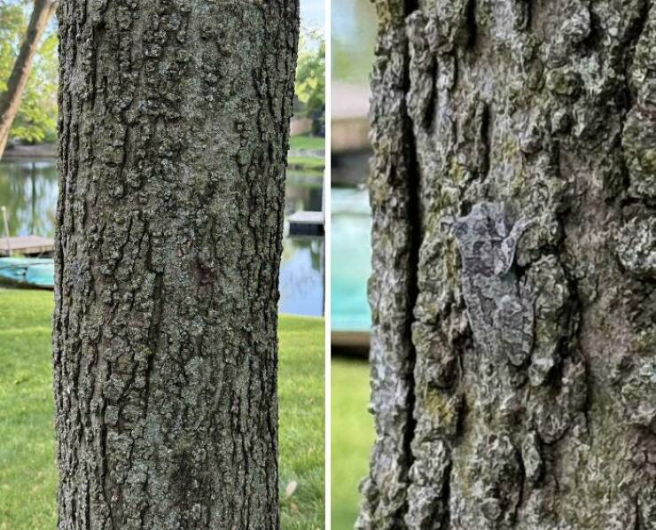 Accidental Camouflage That’ll Trick Your Eyes