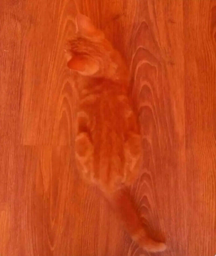 Accidental Camouflage That’ll Trick Your Eyes