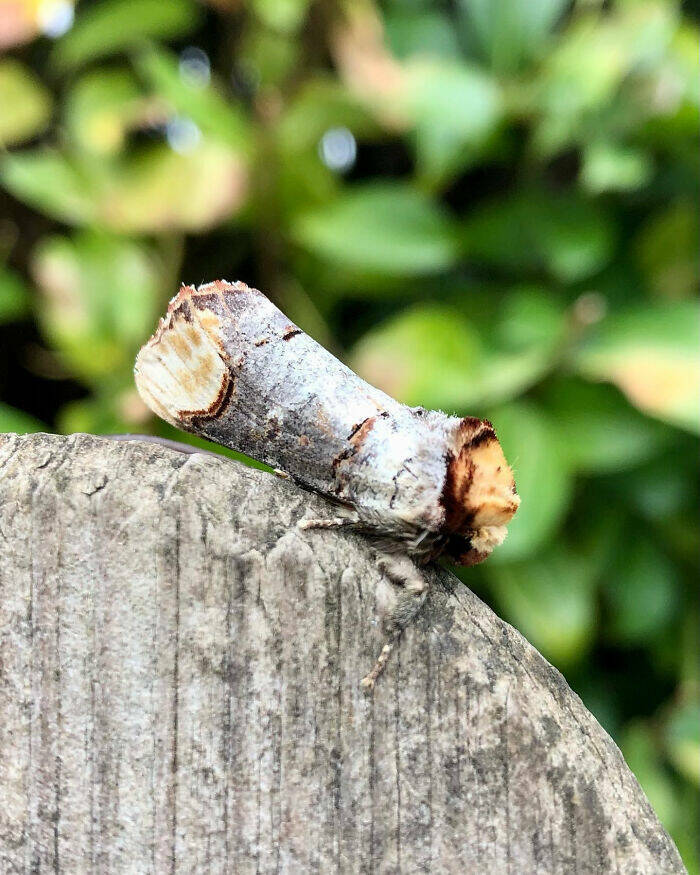 Accidental Camouflage That’ll Trick Your Eyes Accidental Camouflage That’ll Trick Your Eyes