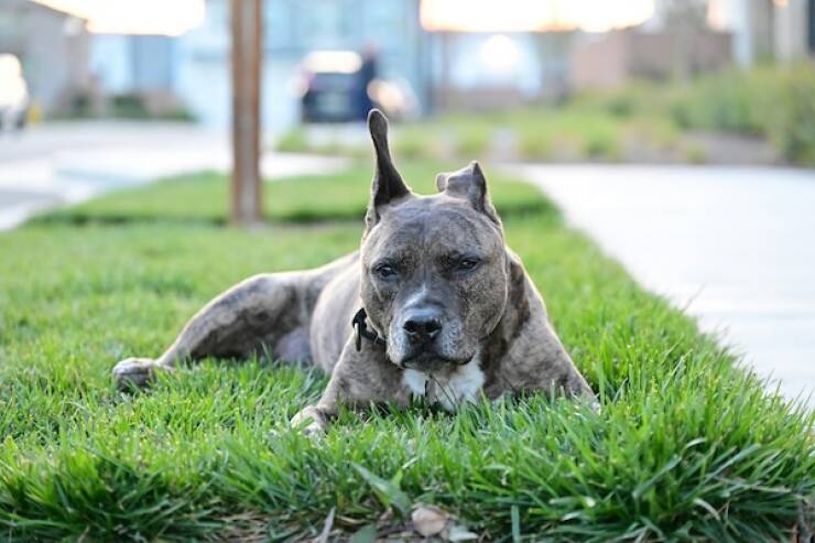 Pit Bulls Thriving and Loving Life