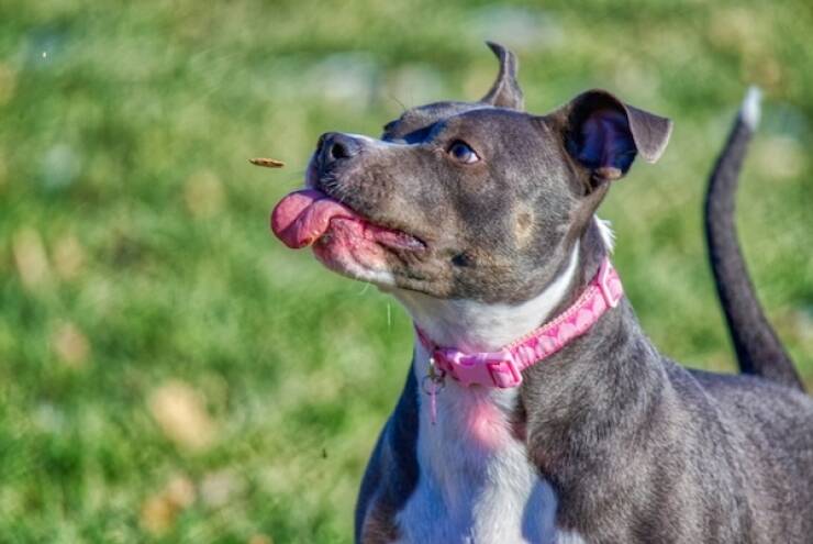 Pit Bulls Thriving and Loving Life