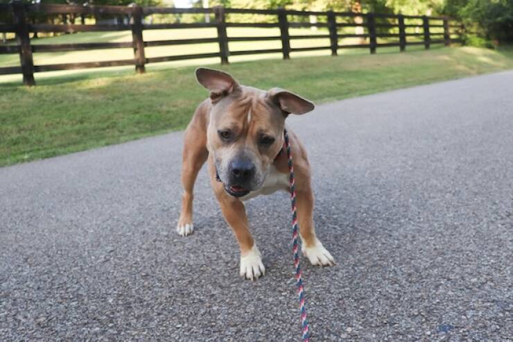 Pit Bulls Thriving and Loving Life