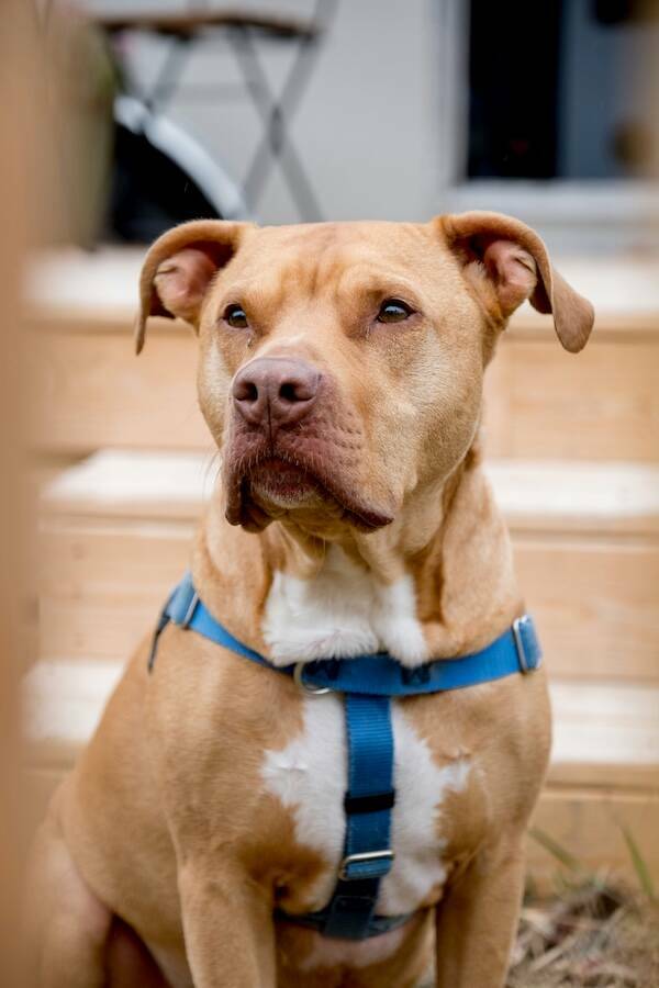 Pit Bulls Thriving and Loving Life