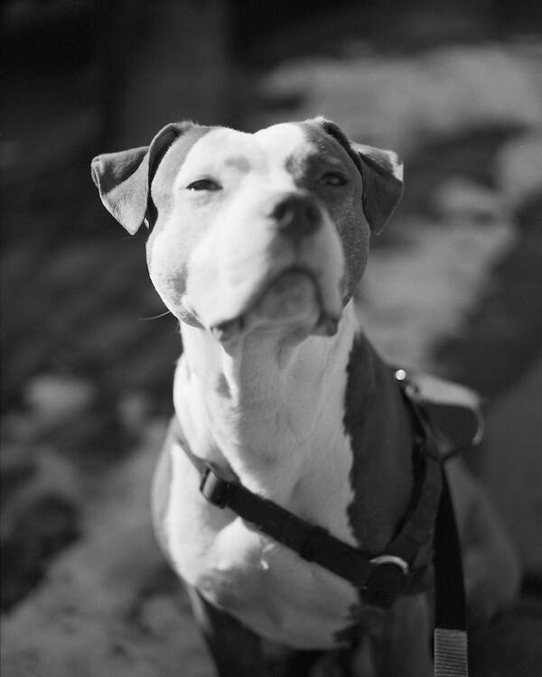 Pit Bulls Thriving and Loving Life