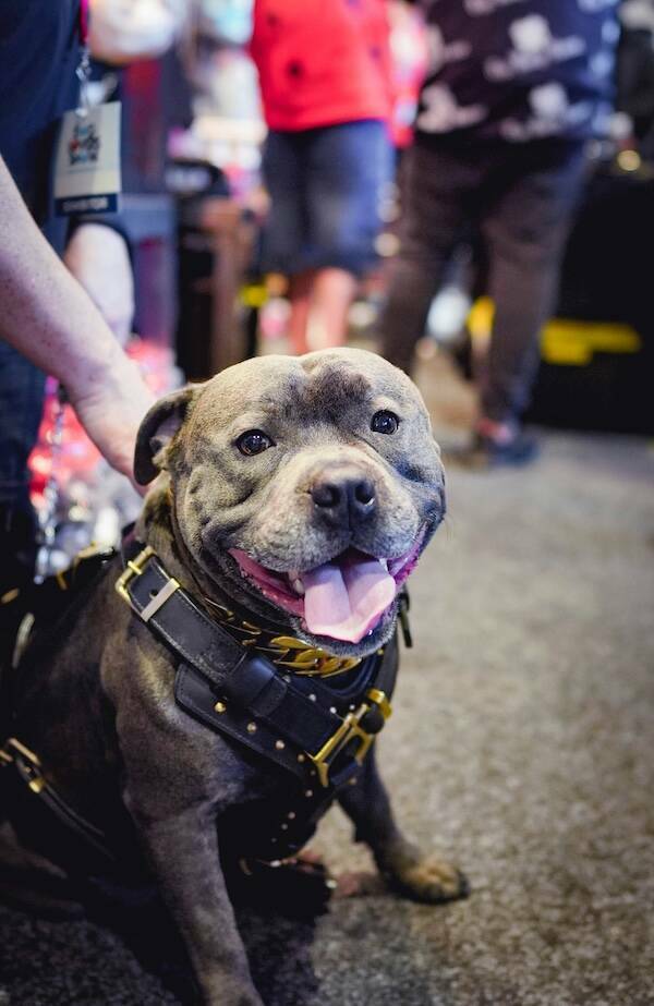 Pit Bulls Thriving and Loving Life